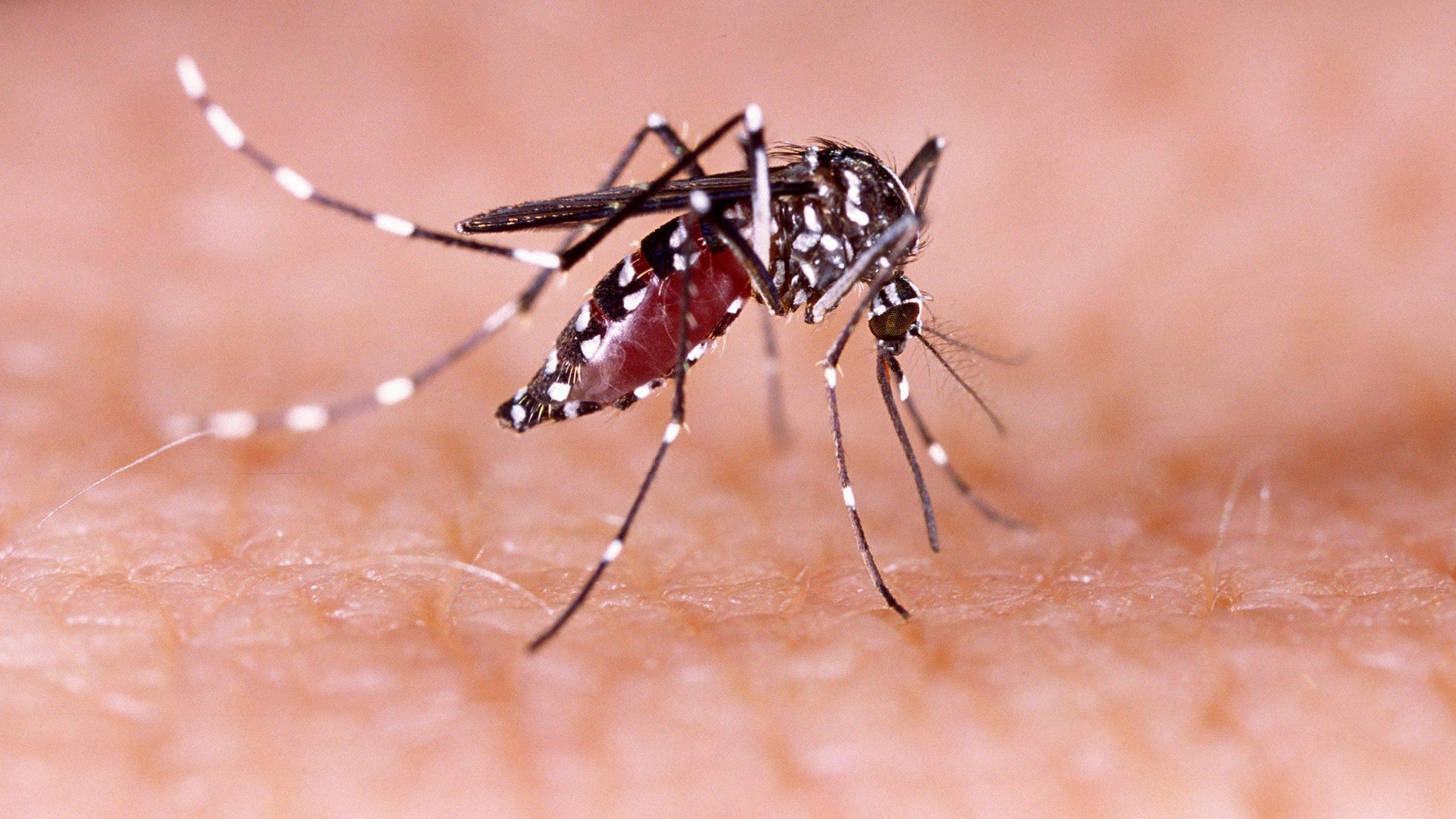 Improving Dengue Awareness Is Critical In 2021